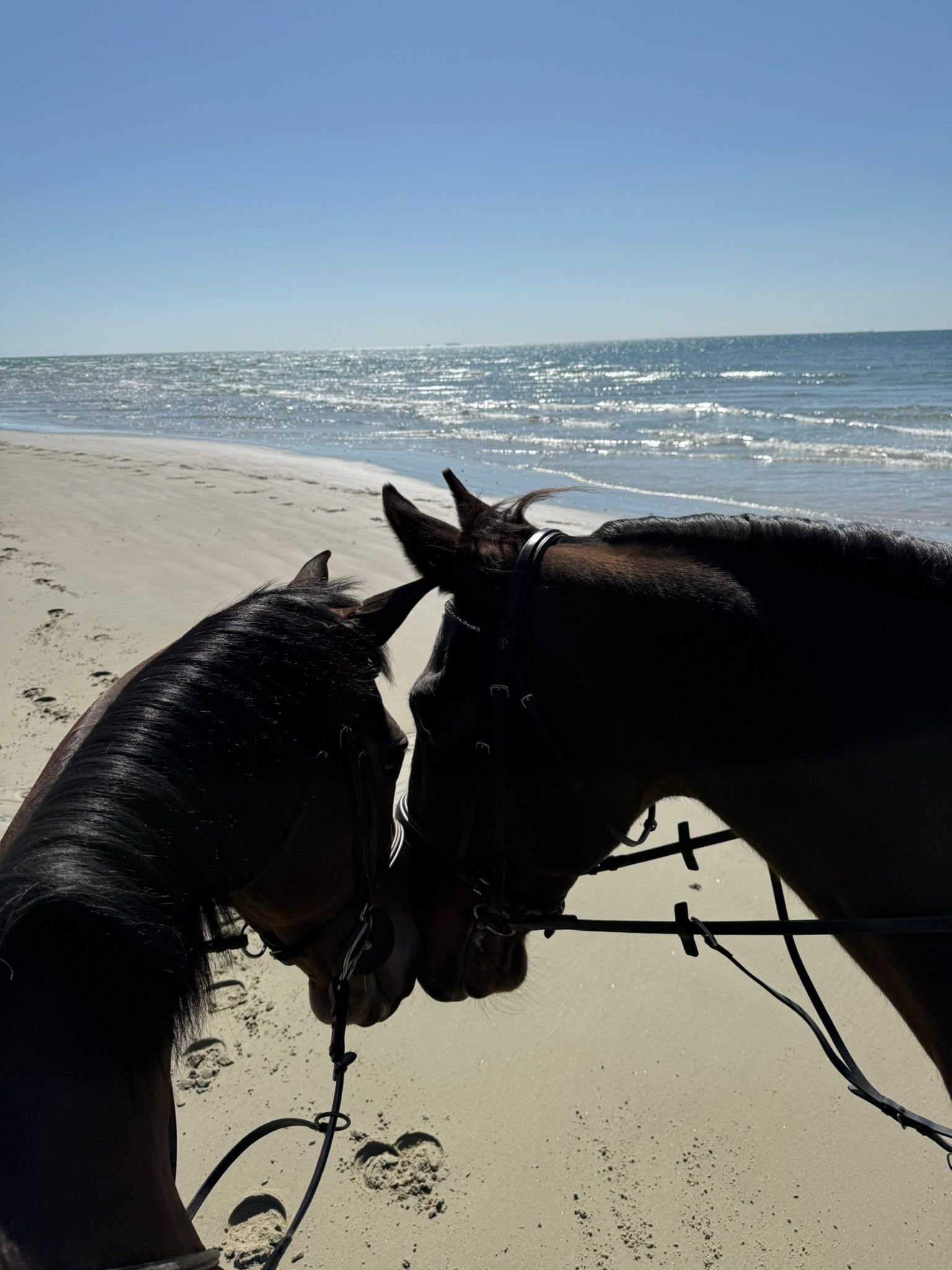 Horses on the beach